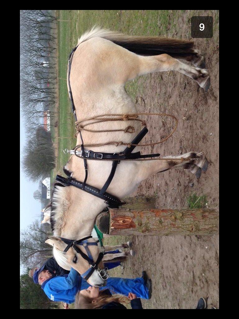 Fjordhest Lotte<3  billede 8