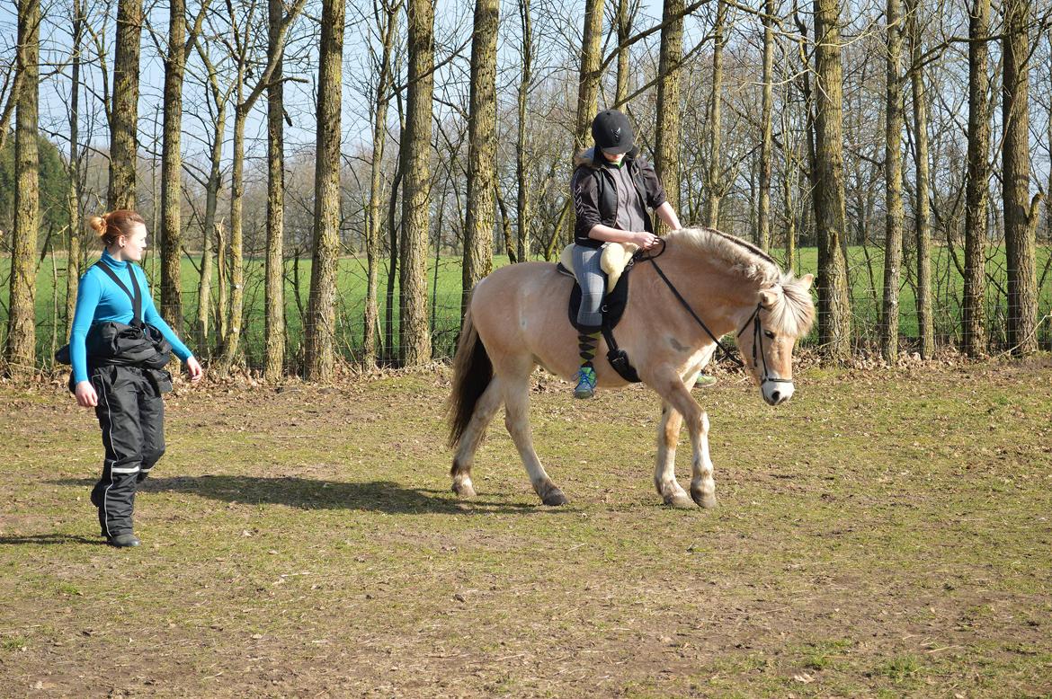 Fjordhest | Odin Møldrup | Hotte  - Akademisk undervisning v. Angelika 9/3 FOTO: Julie Hoffmann // Ladyblacksheep billede 17