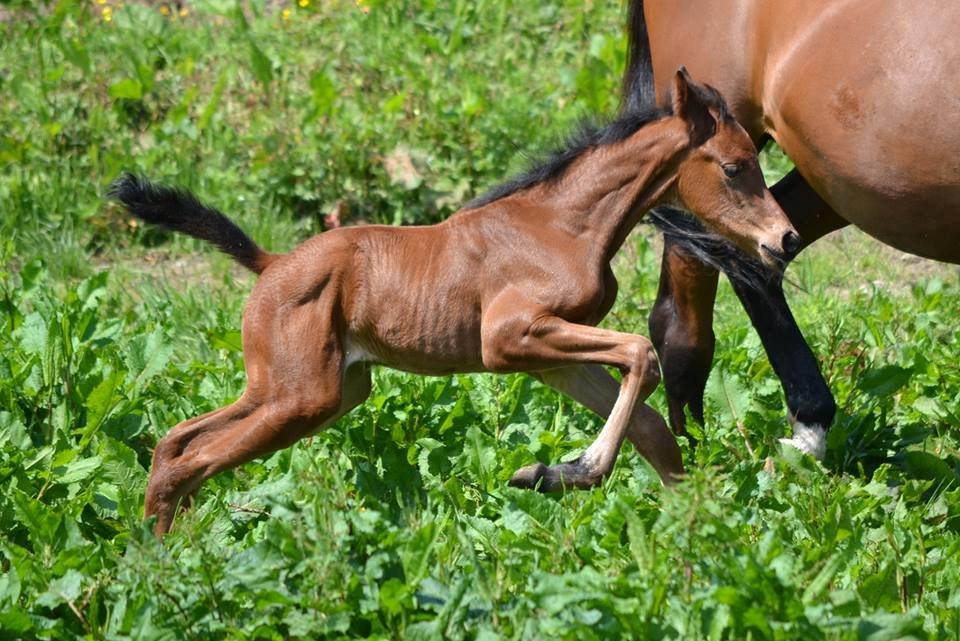 Dansk Varmblod TWINHORS DON'A BALLERINA - Første tur på folden <3 billede 37