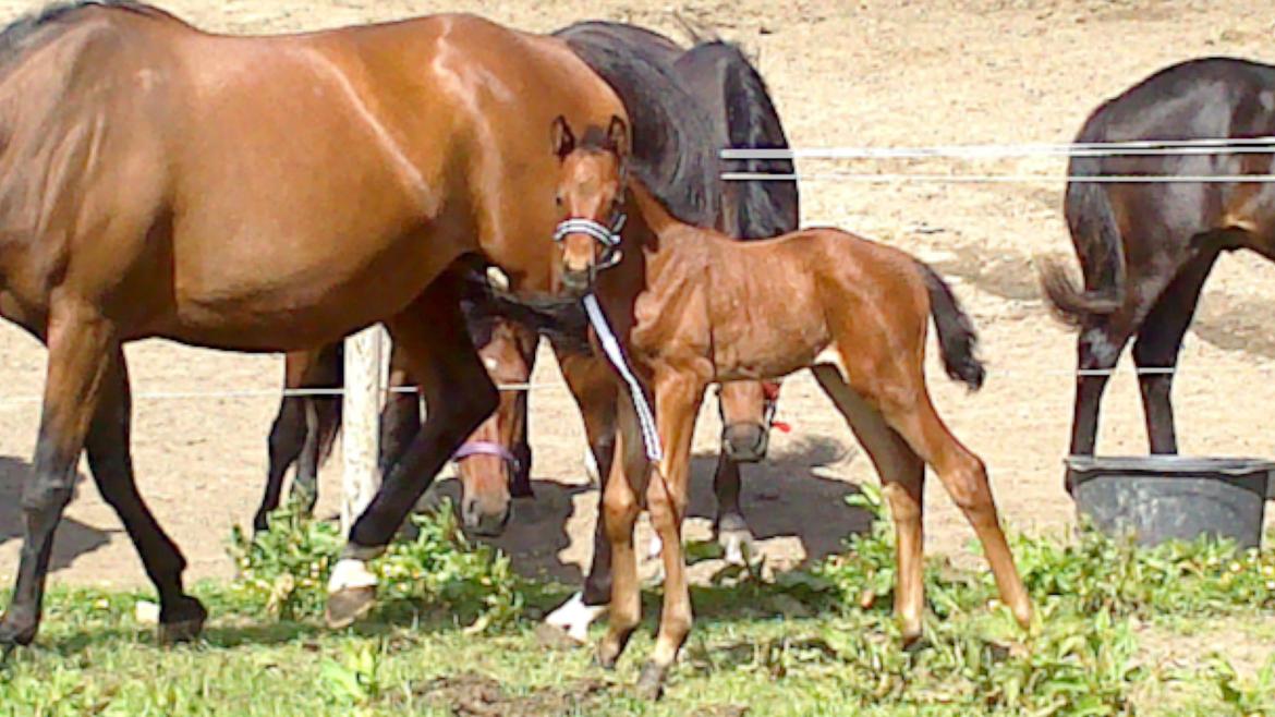 Dansk Varmblod TWINHORS DON'A BALLERINA - Første måde med nabohestene <3 billede 38