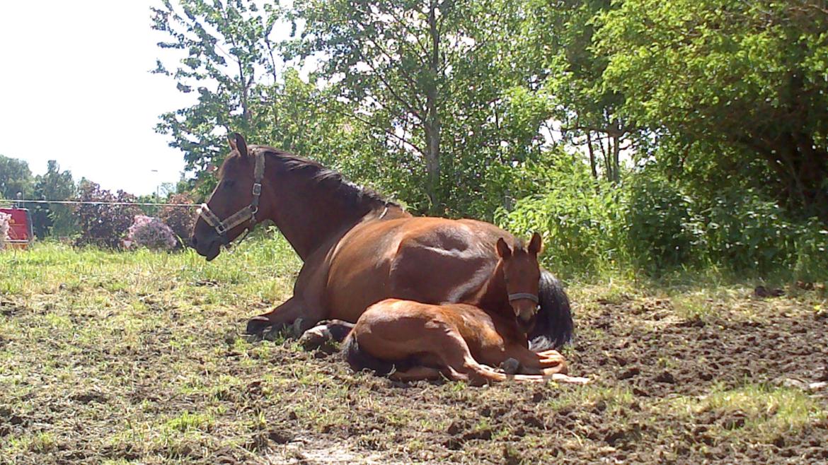 Dansk Varmblod TWINHORS DON'A BALLERINA - Det er nu rart <3 billede 40