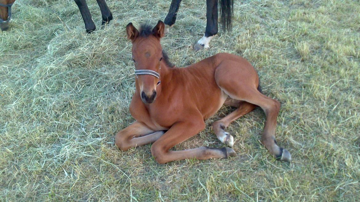 Dansk Varmblod TWINHORS DON'A BALLERINA billede 39