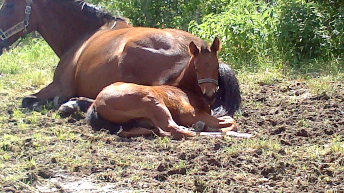 Dansk Varmblod TWINHORS DON'A BALLERINA billede 41