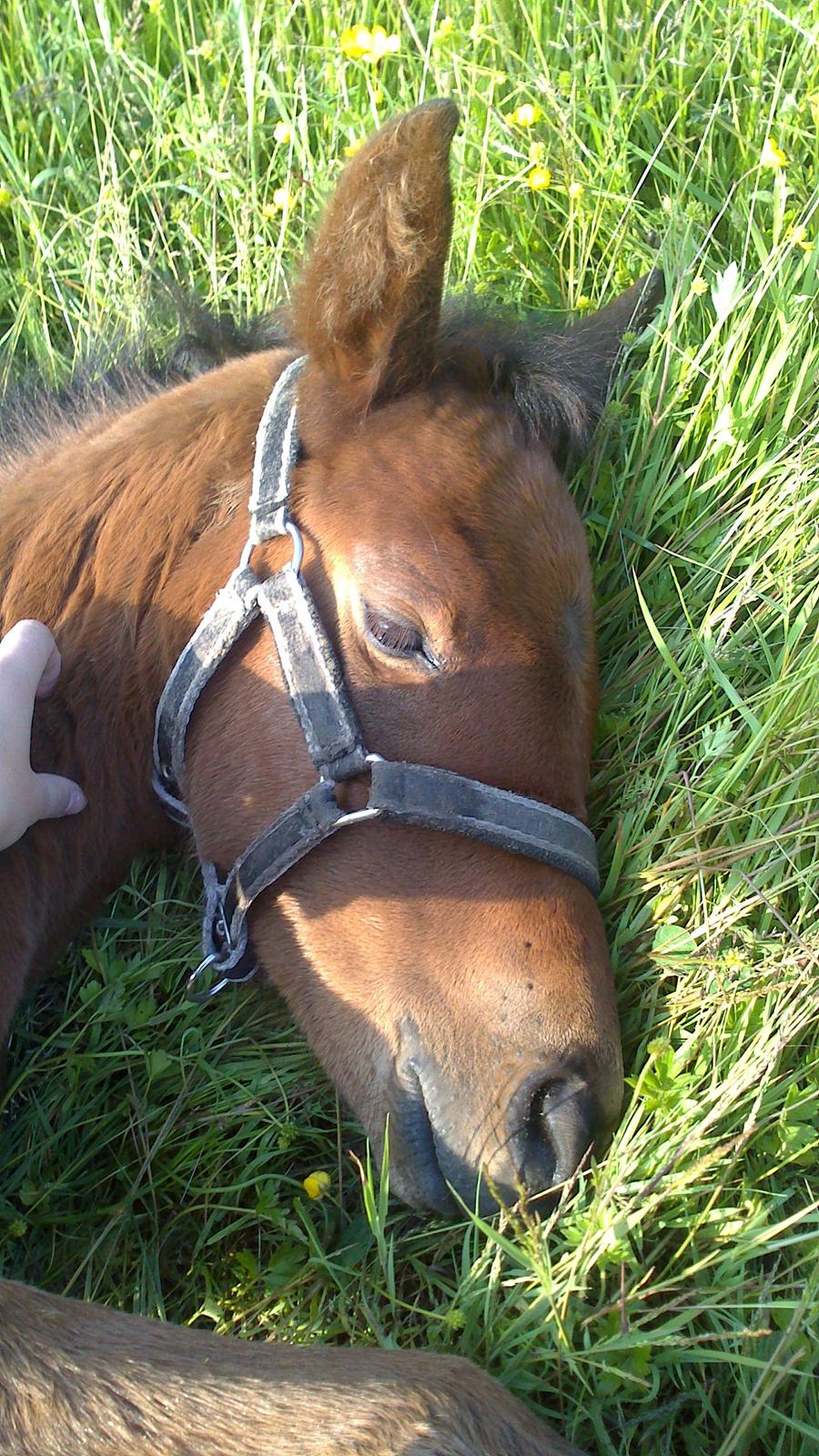 Dansk Varmblod TWINHORS DON'A BALLERINA - Vi tager lige en lille lur <3 billede 42