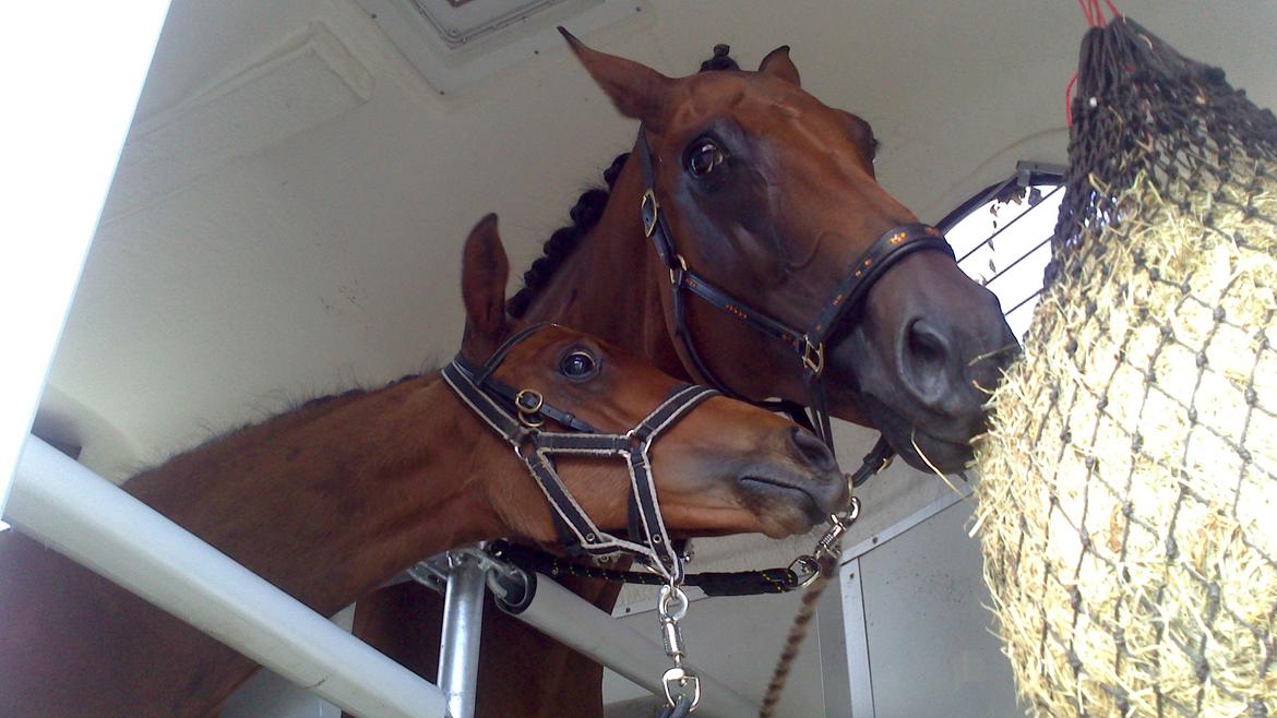 Dansk Varmblod TWINHORS DON'A BALLERINA - Så er vi på vej hjem efter et veloverstået følskue - Rina var så fin! <3 billede 44