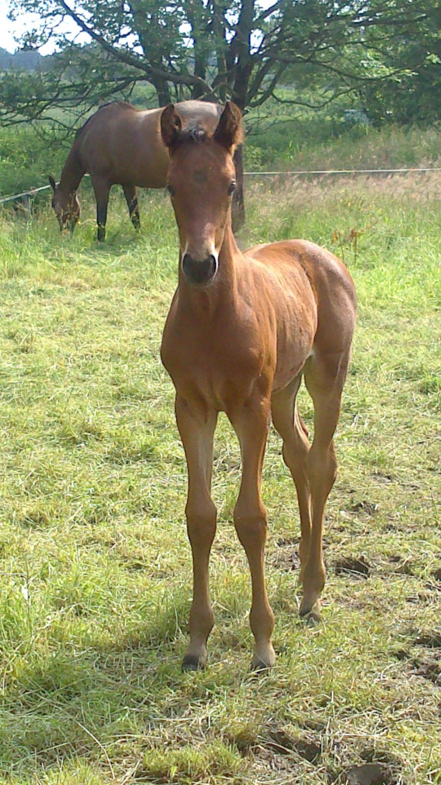 Dansk Varmblod TWINHORS DON'A BALLERINA - Så smuk <3 billede 43