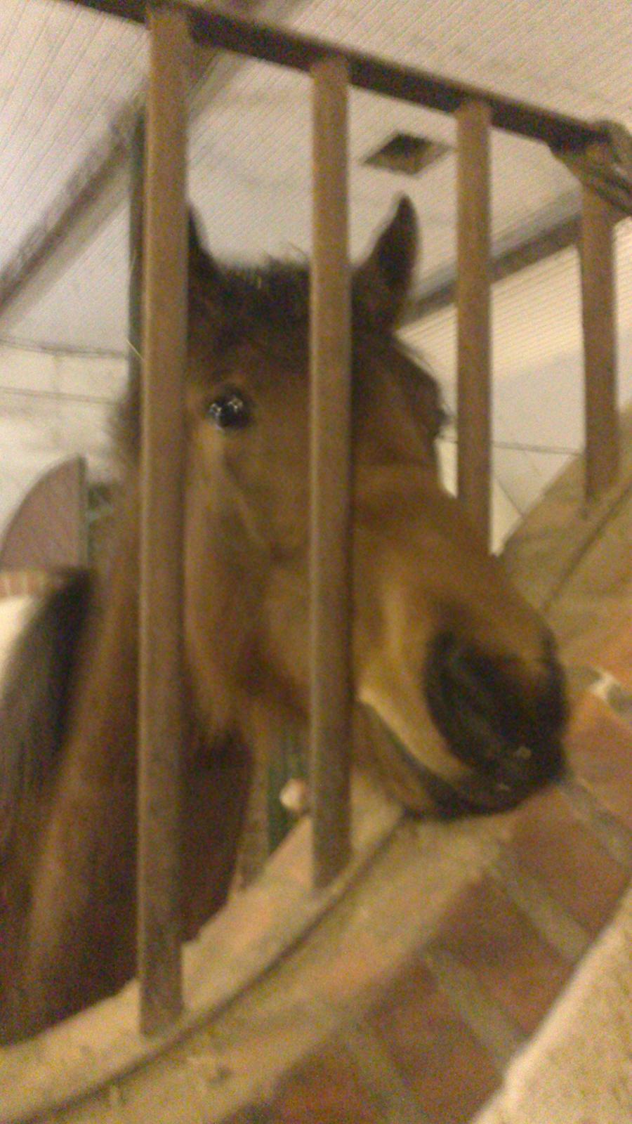 Dansk Varmblod TWINHORS DON'A BALLERINA - Hi onkel, har du noget mad? <3 billede 46