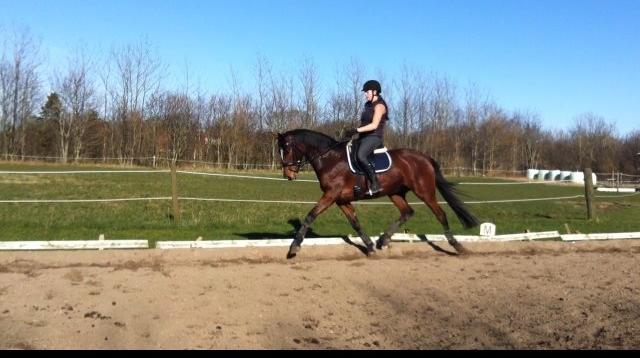 Trakehner Lady [Tidl. hest] - 10) billede 10