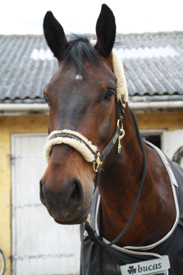 Oldenborg Markus Af Lundsager SOLGT billede 1