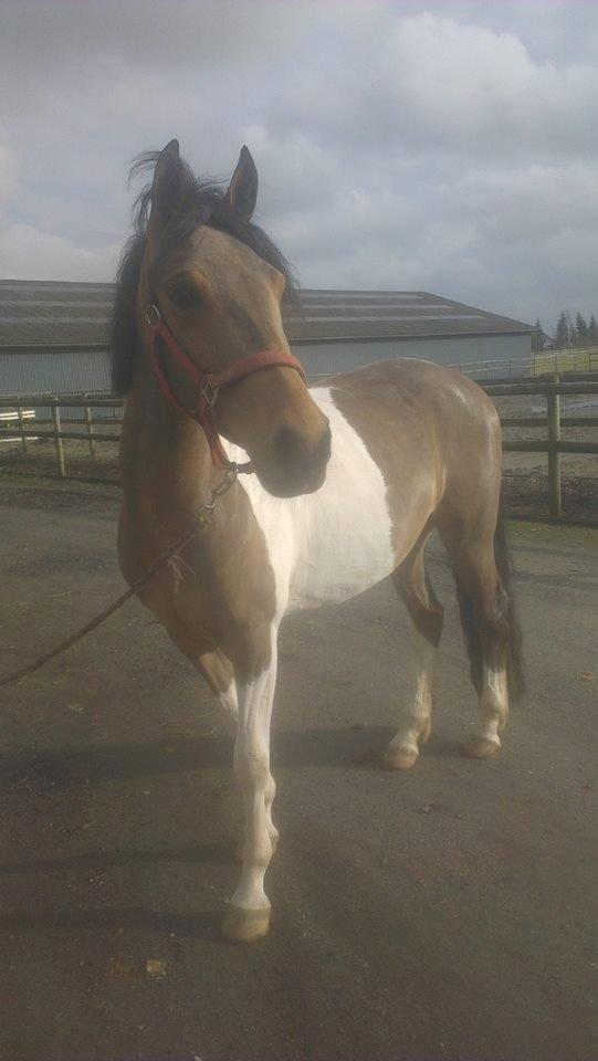 Anden særlig race Team Blues Logo Romeo billede 8