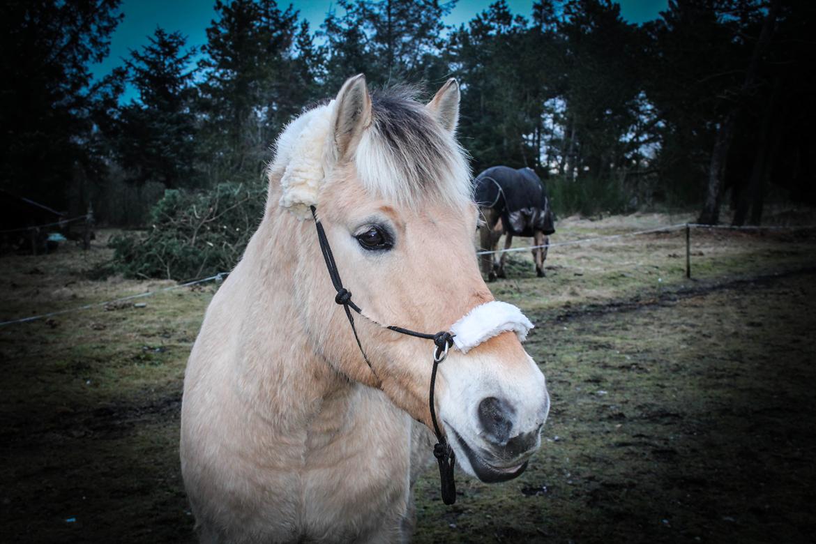 Fjordhest Prinsehesten Lukas My everything<3 - Babyhesten  <3 billede 14