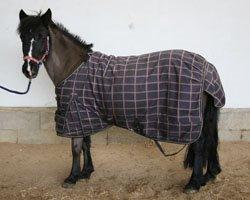 Welsh Mountain (sec A) Naturel Mini - elsker dig over alt på jorden billede 7