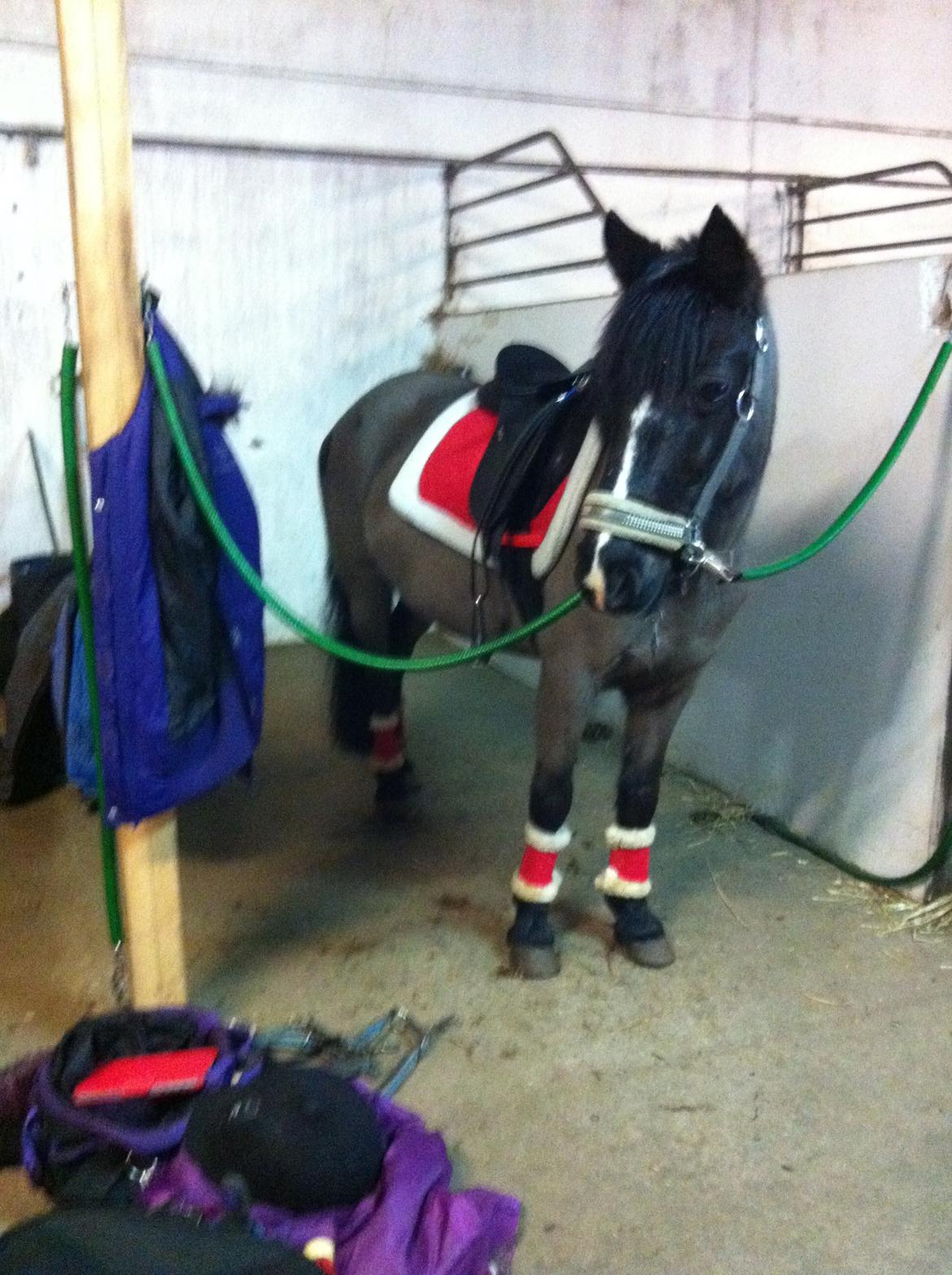 Welsh Mountain (sec A) Naturel Mini - klar til at holde jul<3 23/12 2013 billede 9