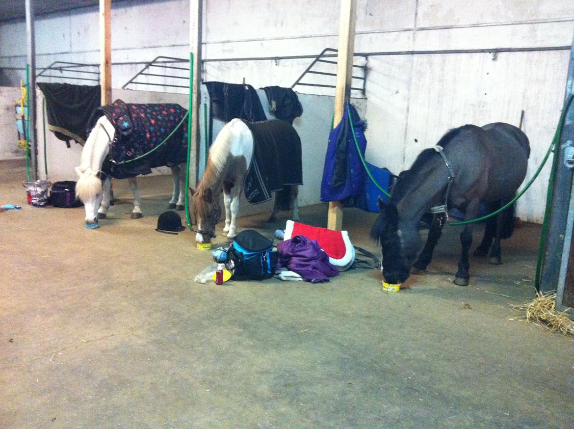 Welsh Mountain (sec A) Naturel Mini - de 3 bedste venner<3 den hvide Bette Klaus, den brogede Jarno vandizouik også minis kæreste og den sorte/grå er Mini<3 billede 8