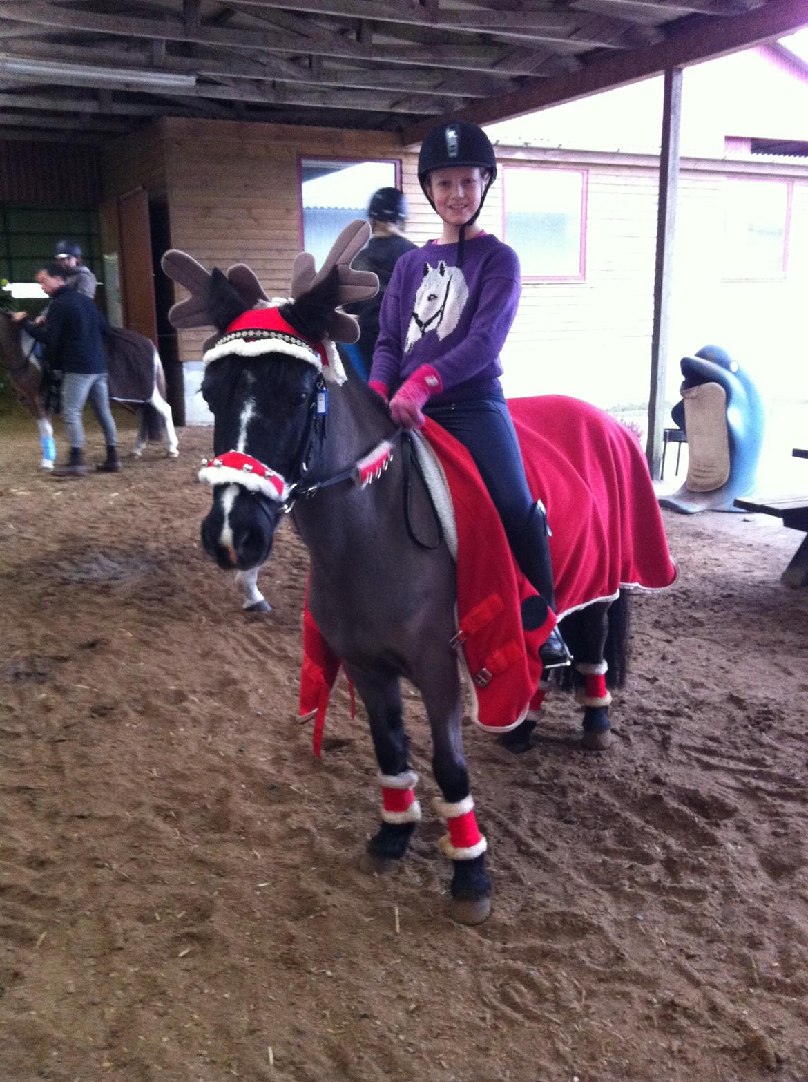 Welsh Mountain (sec A) Naturel Mini - juleponyen Mini<3<3 billede 10