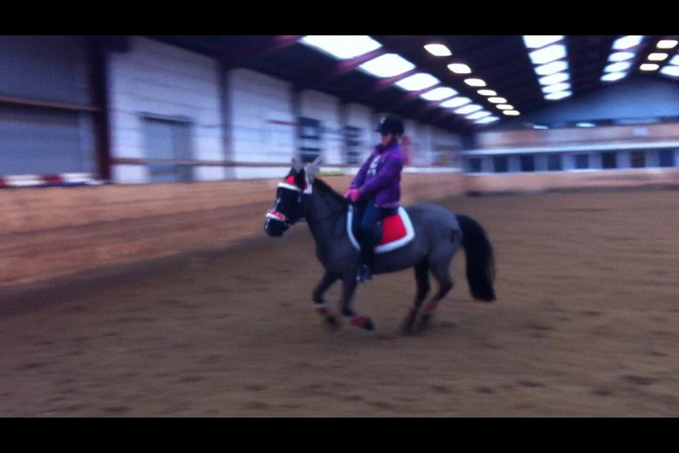 Welsh Mountain (sec A) Naturel Mini - FULD FART FREM på verdens bedste pony<3 billede 11