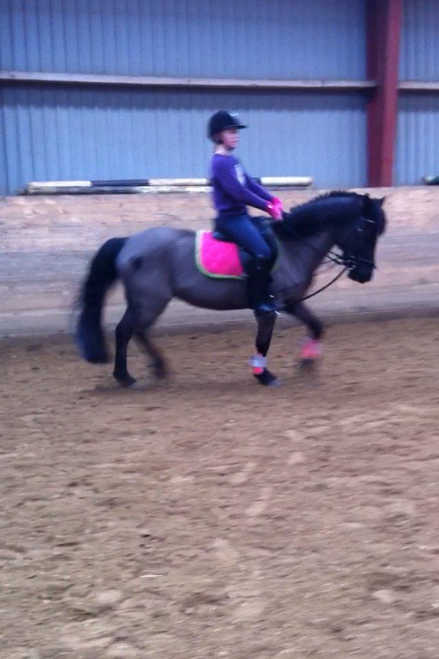 Welsh Mountain (sec A) Naturel Mini - dressur. hun kan jo faktisk godt gå pænt nok:) billede 16