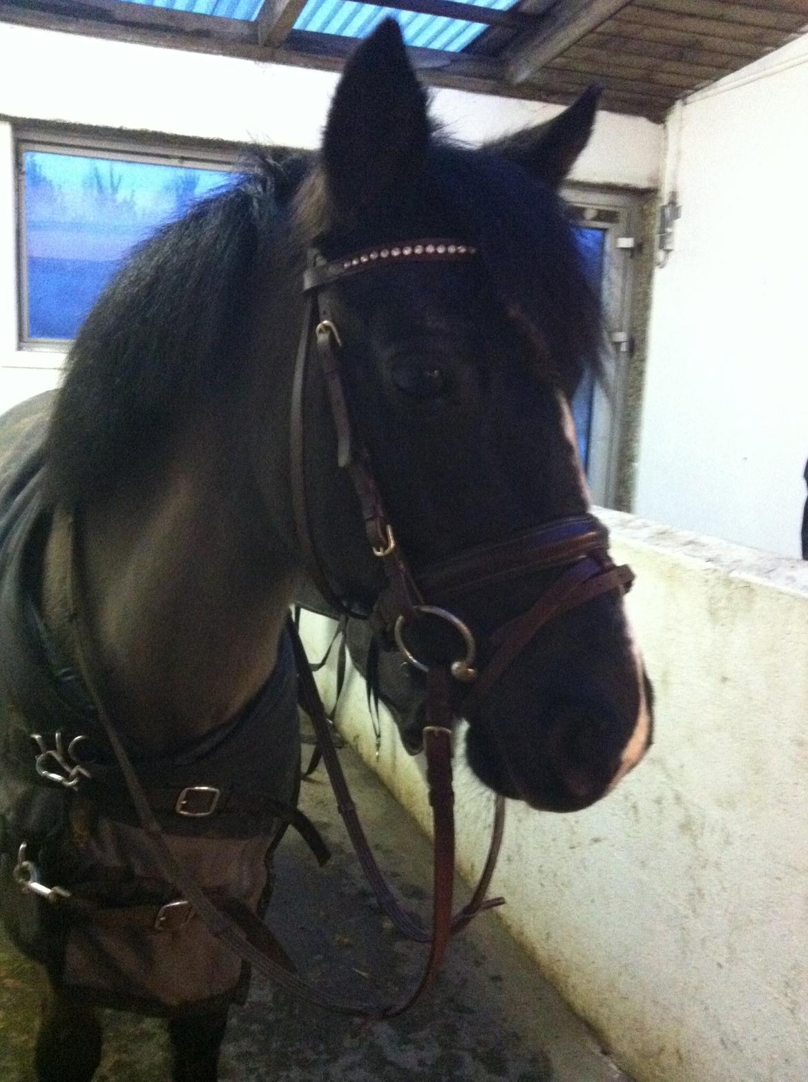 Welsh Mountain (sec A) Naturel Mini - skal jeg mon have nyt hovedtøj? billede 17