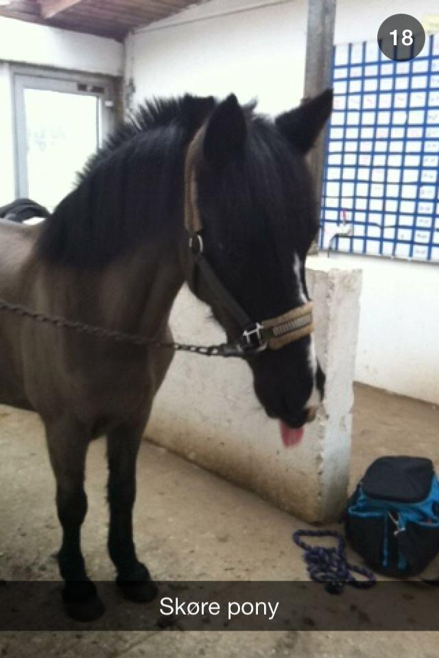 Welsh Mountain (sec A) Naturel Mini - man må jo godt drille en gang imellem:) billede 18