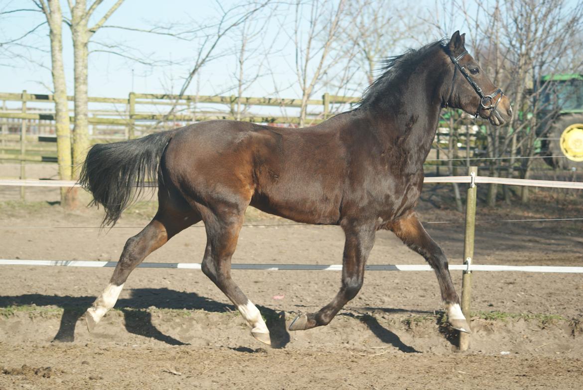 Tysk Sportspony Blind-Date - (12-3-2014) billede 6