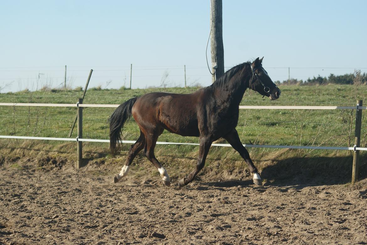 Tysk Sportspony Blind-Date - (12-3-2014) billede 5