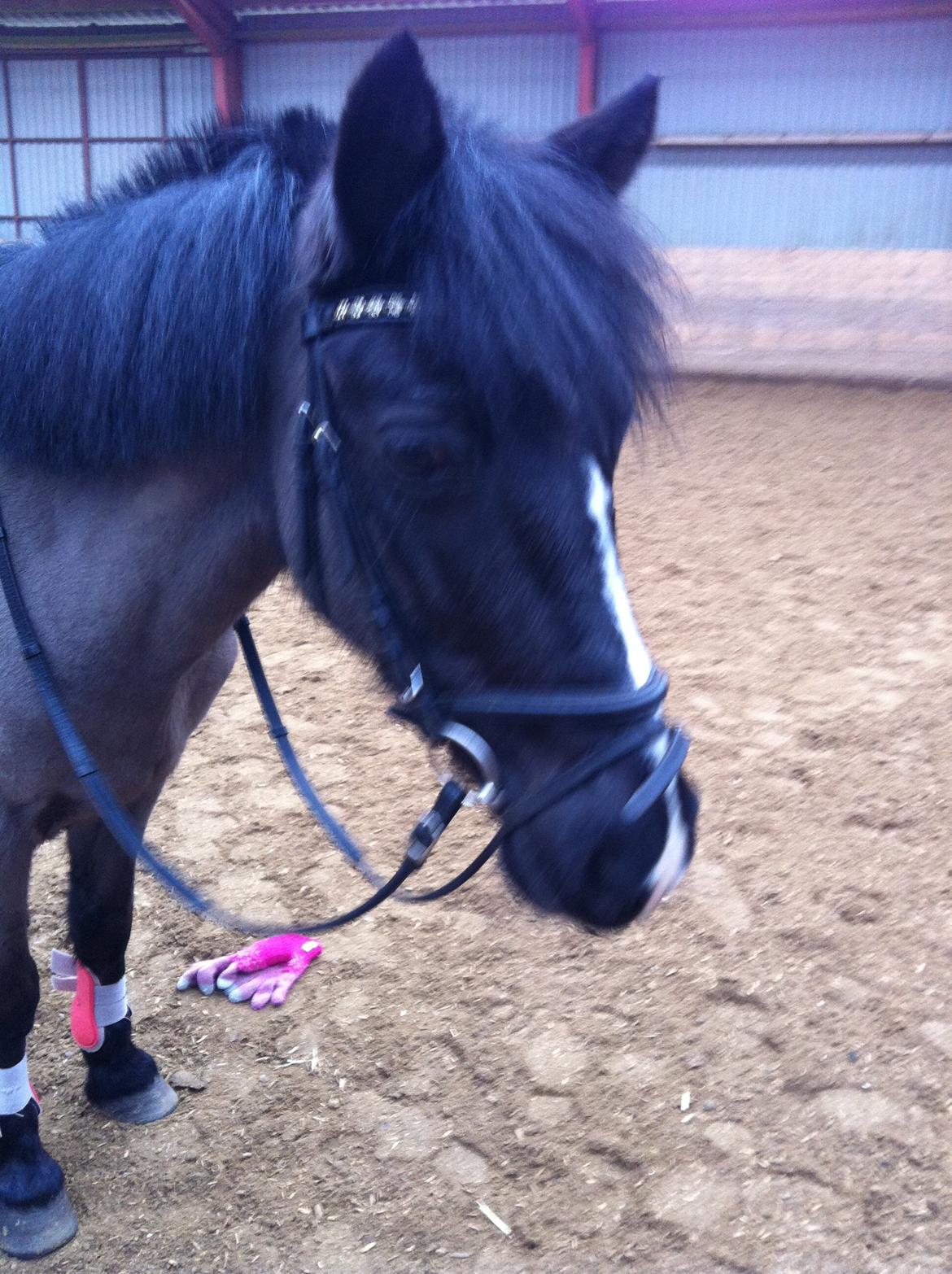 Welsh Mountain (sec A) Naturel Mini - vil du ikke snart ride mig igen Matilde? det er altså ret kedeligt bare at stå og tage video af Filippa og Pony ( la, fayette ):) billede 20