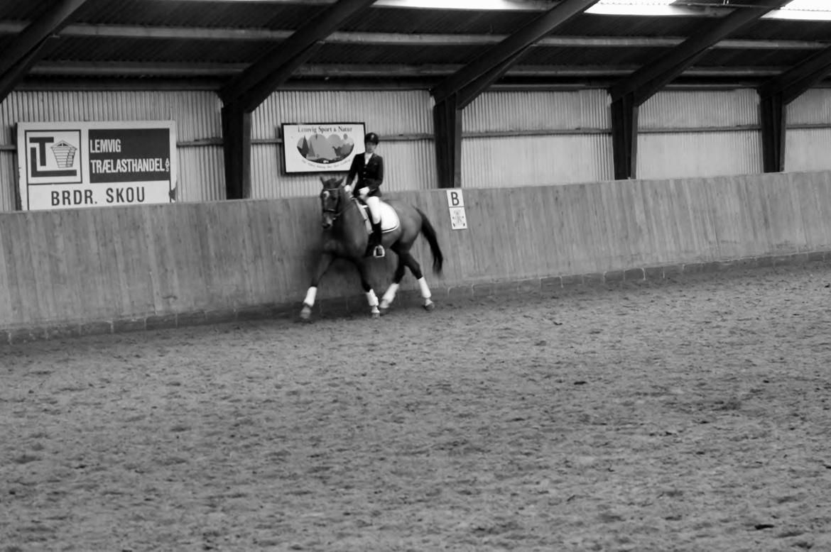 Dansk Varmblod Ça va? - Rom 2014 billede 30