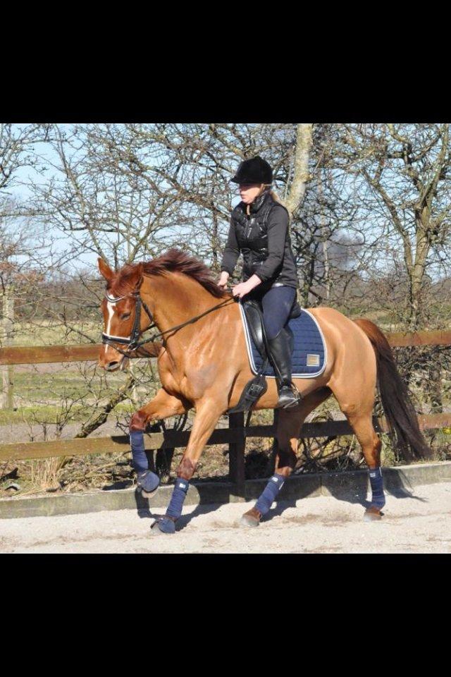 Tysk Oldenburger Meldgårds princesse chakira billede 14