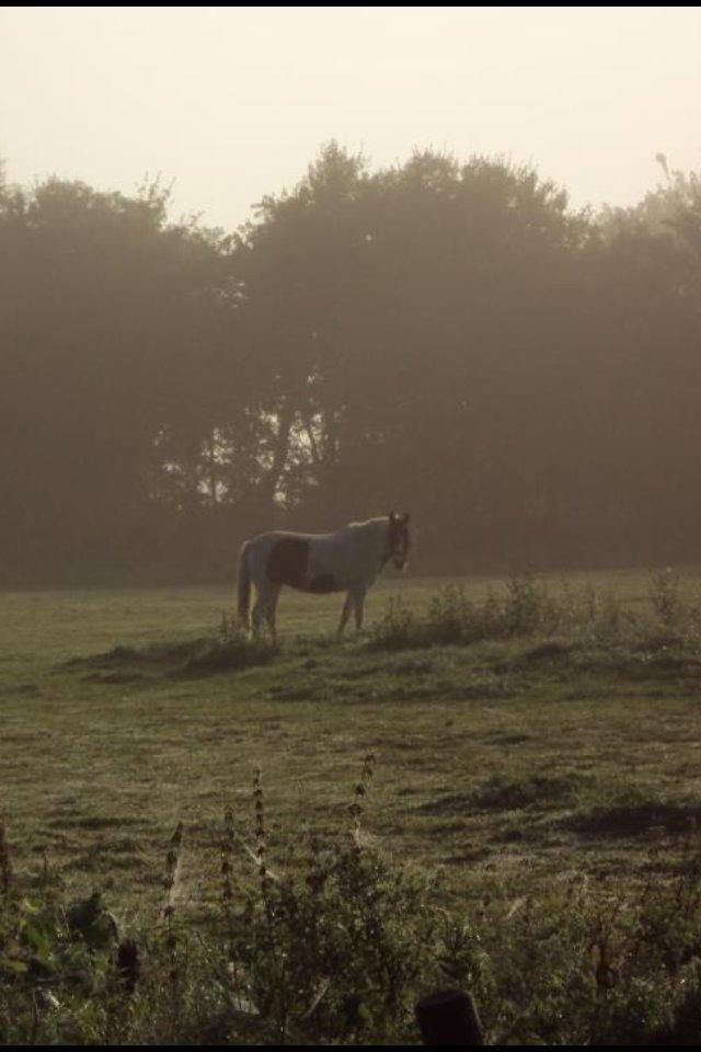 Pinto Molly-Malibu - Dream until your dreams come true.<3 billede 11