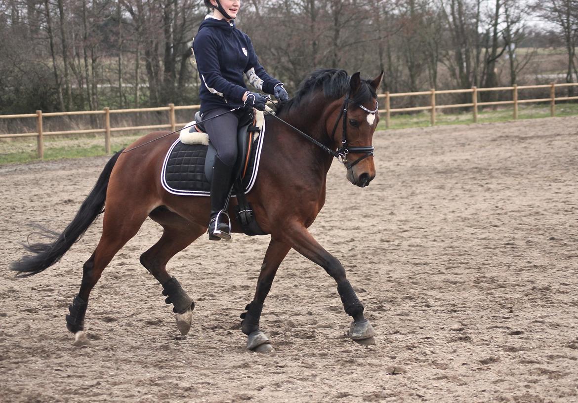 DSP Røgild's Cabatini Z billede 7