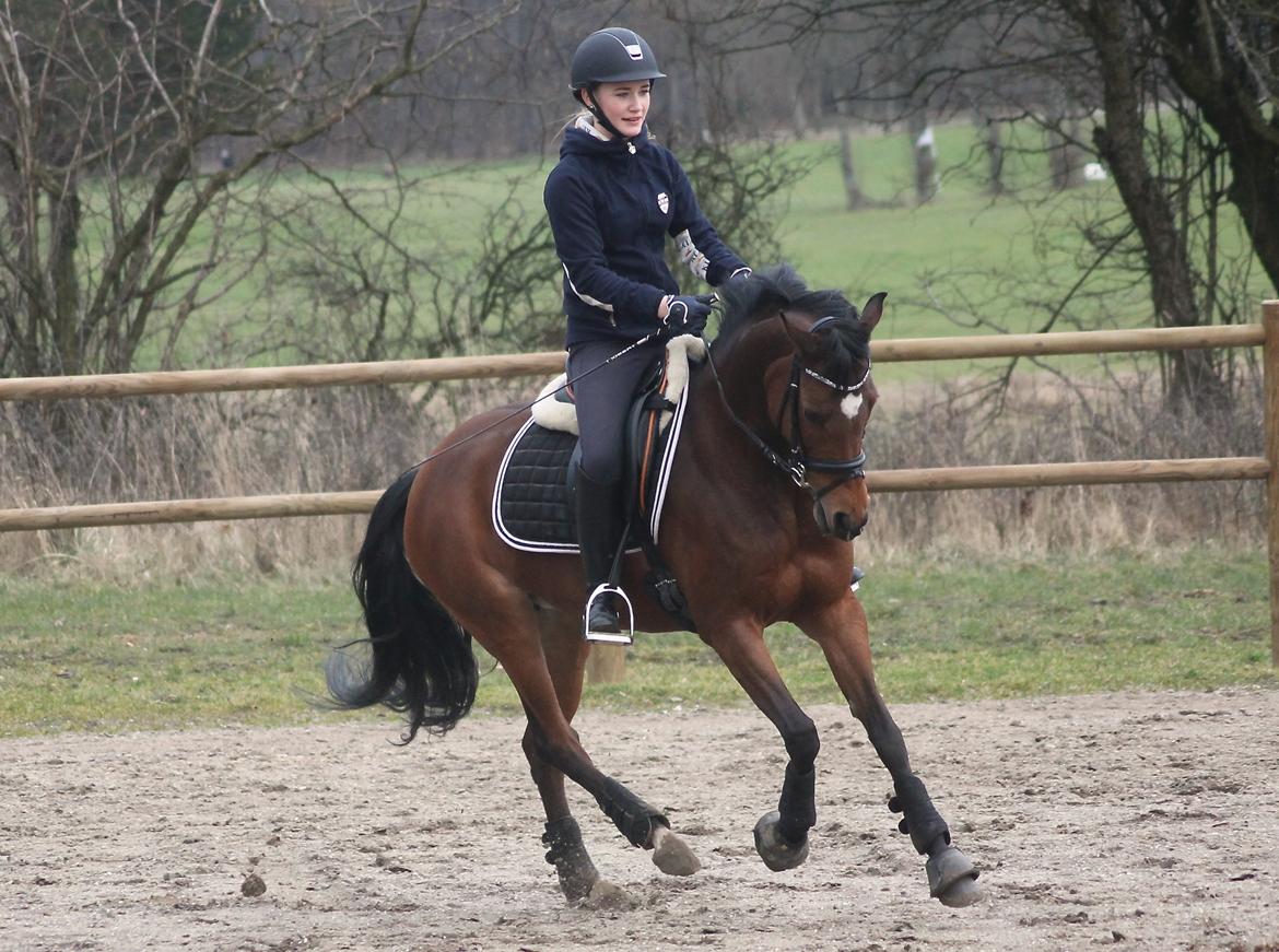 DSP Røgild's Cabatini Z billede 5