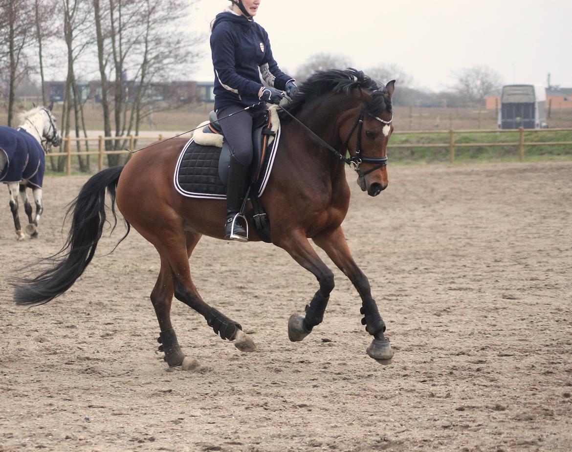 DSP Røgild's Cabatini Z billede 2