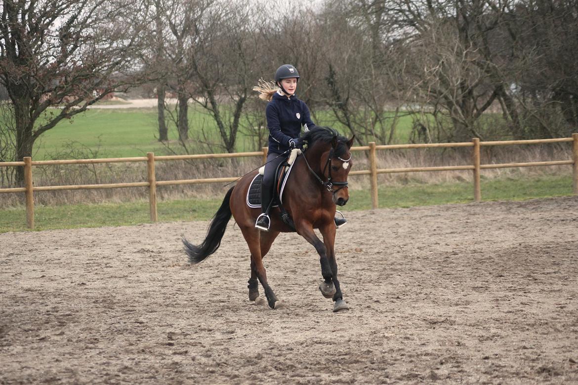 DSP Røgild's Cabatini Z billede 10