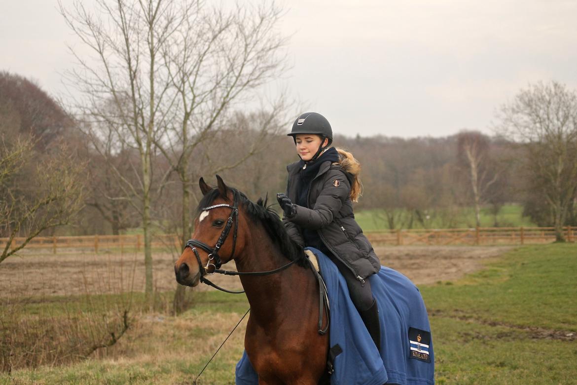 DSP Røgild's Cabatini Z billede 3