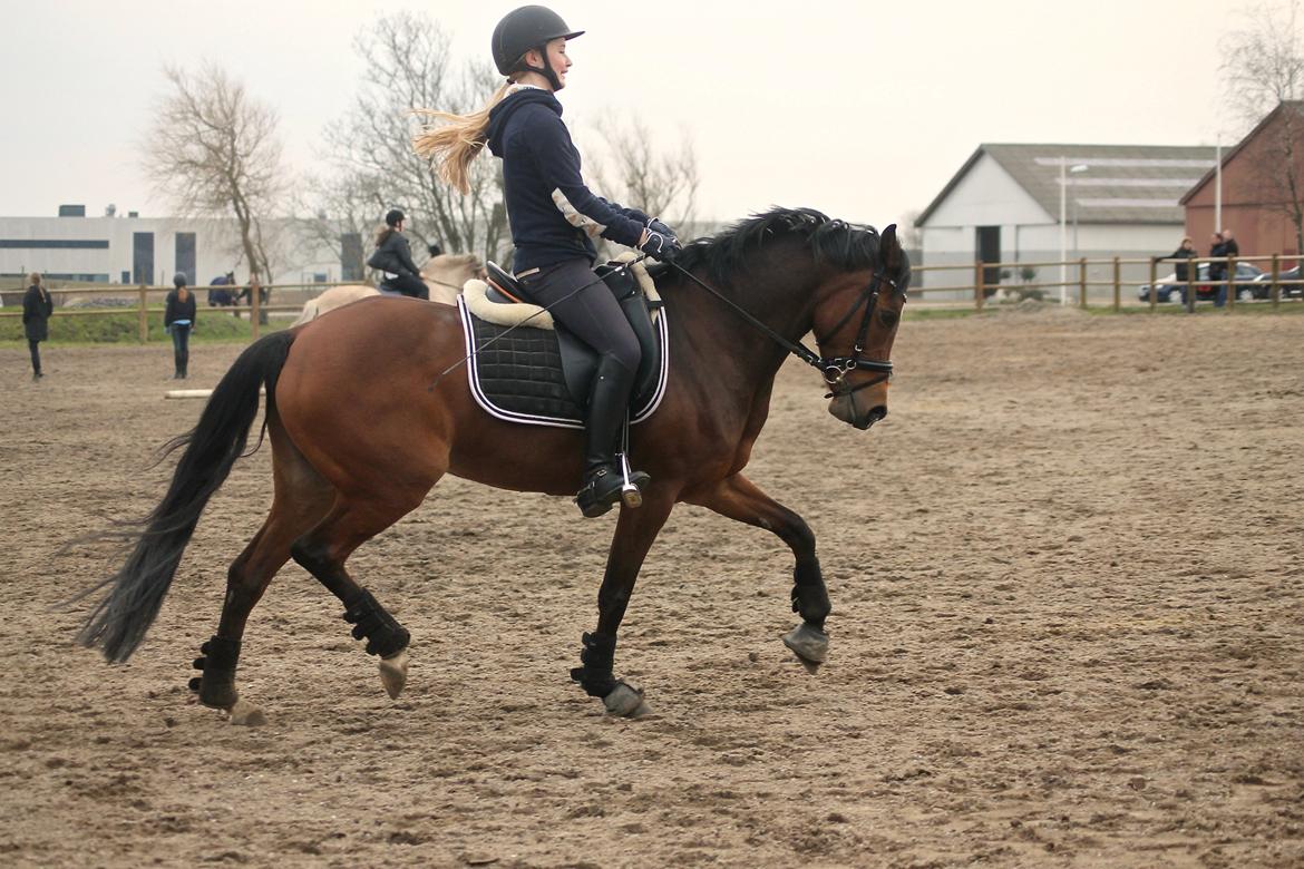 DSP Røgild's Cabatini Z billede 1