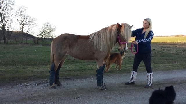 Islænder Fína fra Thorup.<3 - Fina før vi ska på køretur ;)  billede 19