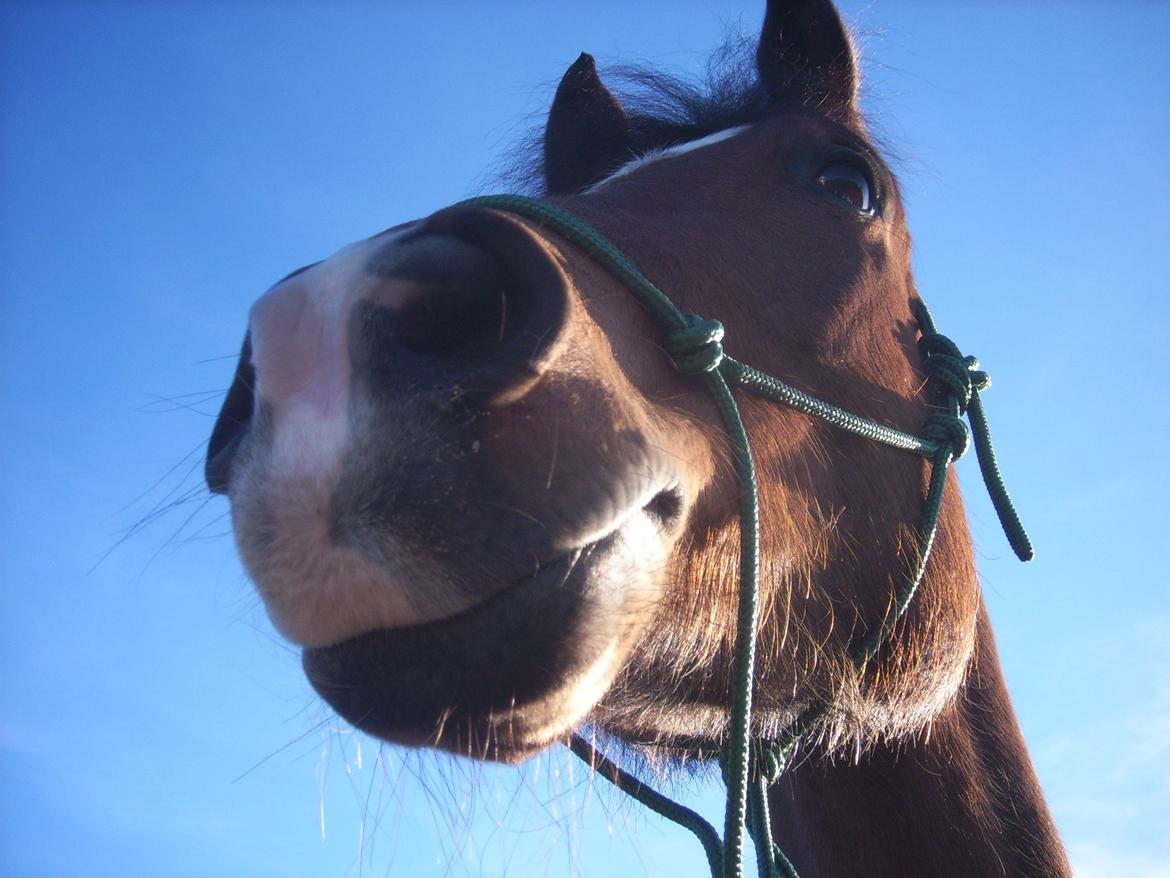 New Forest Egeballes Totilas [Tidl. hest] - Altid med aldrig uden. billede 17