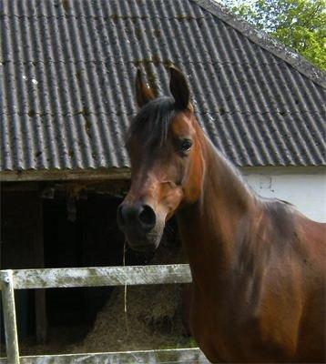 Arabisk fuldblod (OX) E'salta ox  *SOLGT* billede 10