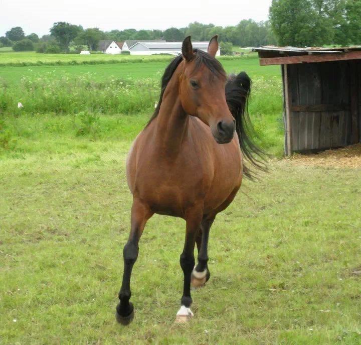 Arabisk fuldblod (OX) E'salta ox  *SOLGT* billede 15