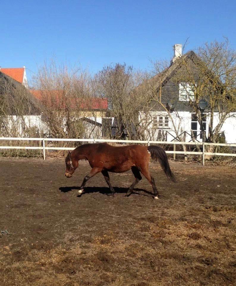 Arabisk fuldblod (OX) E'salta ox  *SOLGT* billede 17