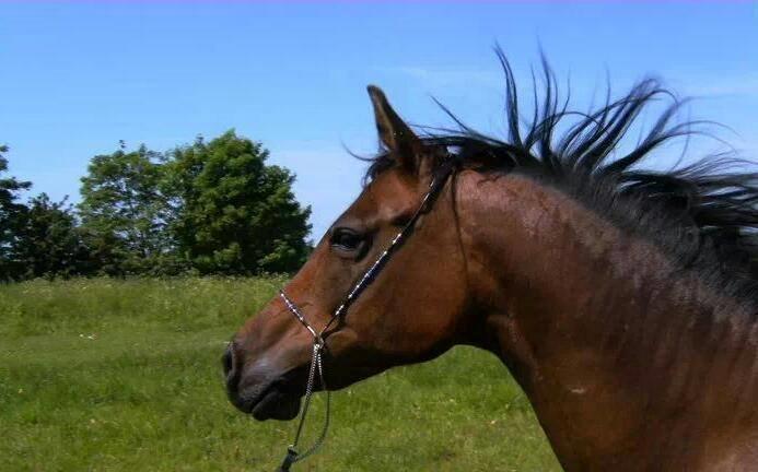 Arabisk fuldblod (OX) E'salta ox  *SOLGT* billede 11