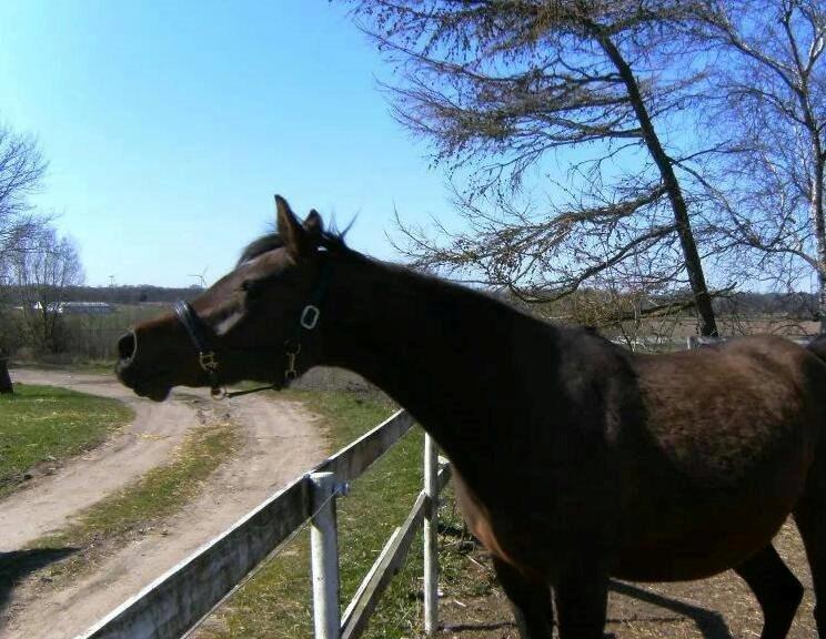 Arabisk fuldblod (OX) E'salta ox  *SOLGT* billede 13