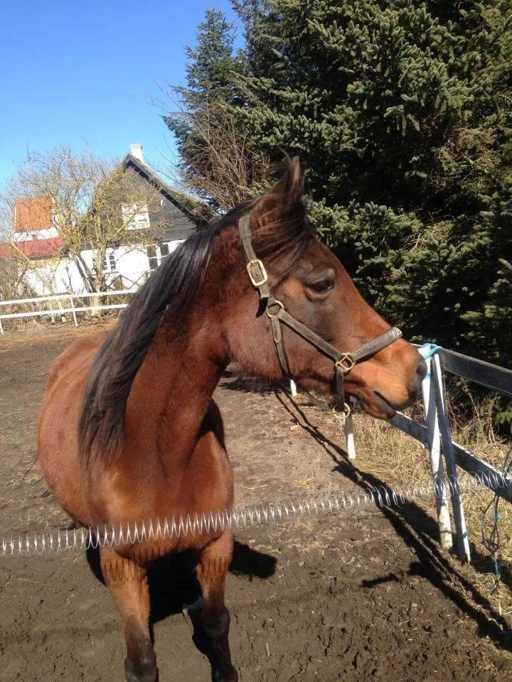 Arabisk fuldblod (OX) E'salta ox  *SOLGT* billede 16