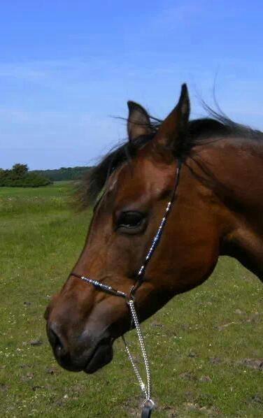 Arabisk fuldblod (OX) E'salta ox  *SOLGT* billede 12