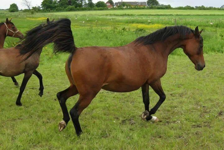 Arabisk fuldblod (OX) E'salta ox  *SOLGT* billede 14