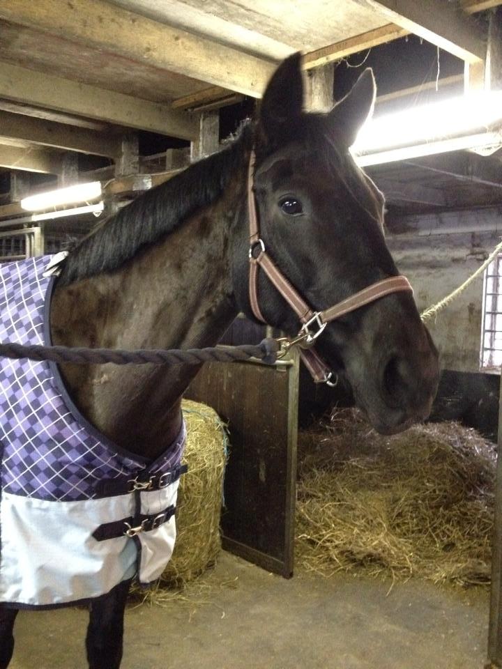 Anden særlig race Willow - Willow i stalden efter første gang jeg havde redet hende. billede 2