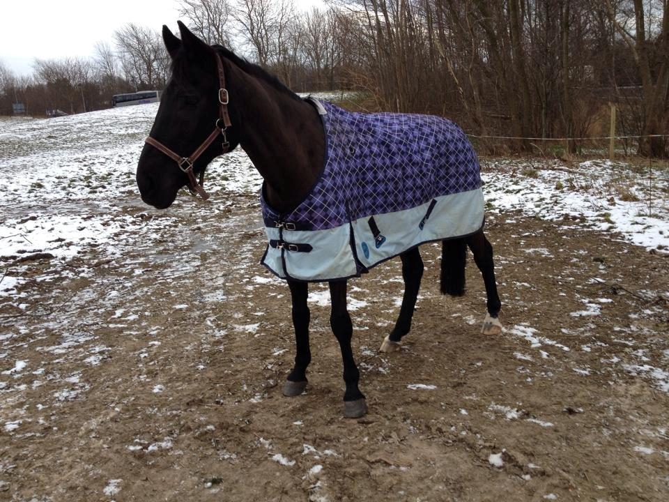 Anden særlig race Willow - Willow på folden med sit flotte vinterdækken. Hun ser så sød ud. billede 10