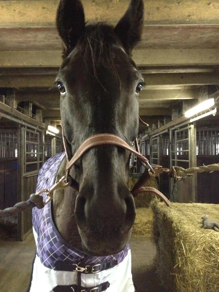 Anden særlig race Willow - Aw, se lige hvor sød hun er! billede 18