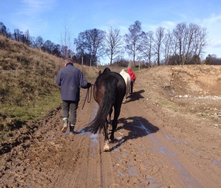 Anden særlig race Willow - Tak fordi I så med. Når enden er god, er alting godt. Min far der trækker Willow på fold. billede 20
