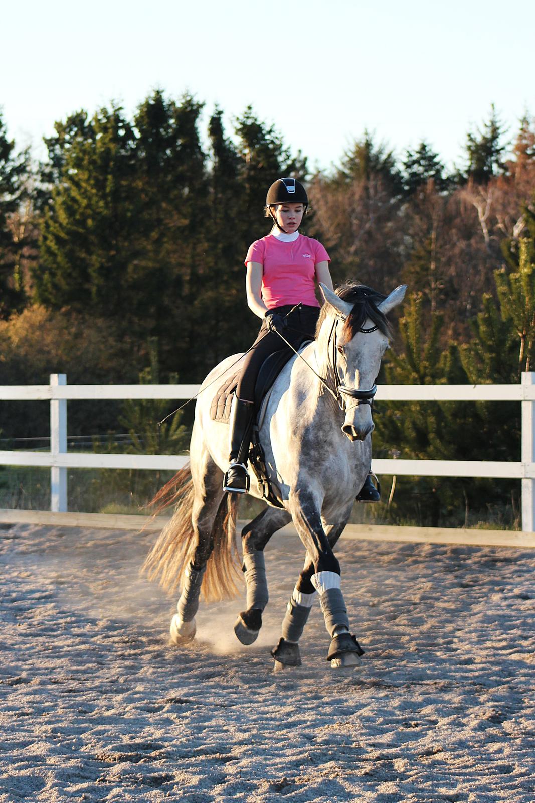 Dansk Varmblod Schubang Agerled - Træning MArts 2014 - Dejlig aften træning med min stjerne <3 billede 7